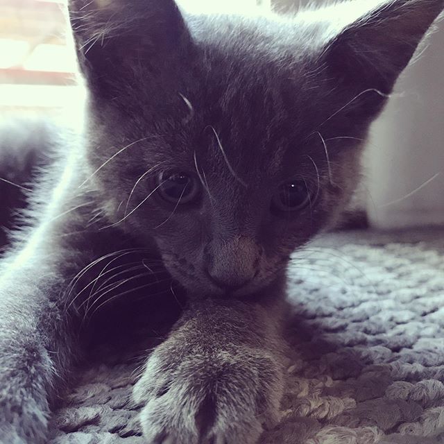 NateMoretz's tweet photo. Happy #nationalkittenday https://t.co/btqdxXtKKb https://t.co/uPV0IEvyID