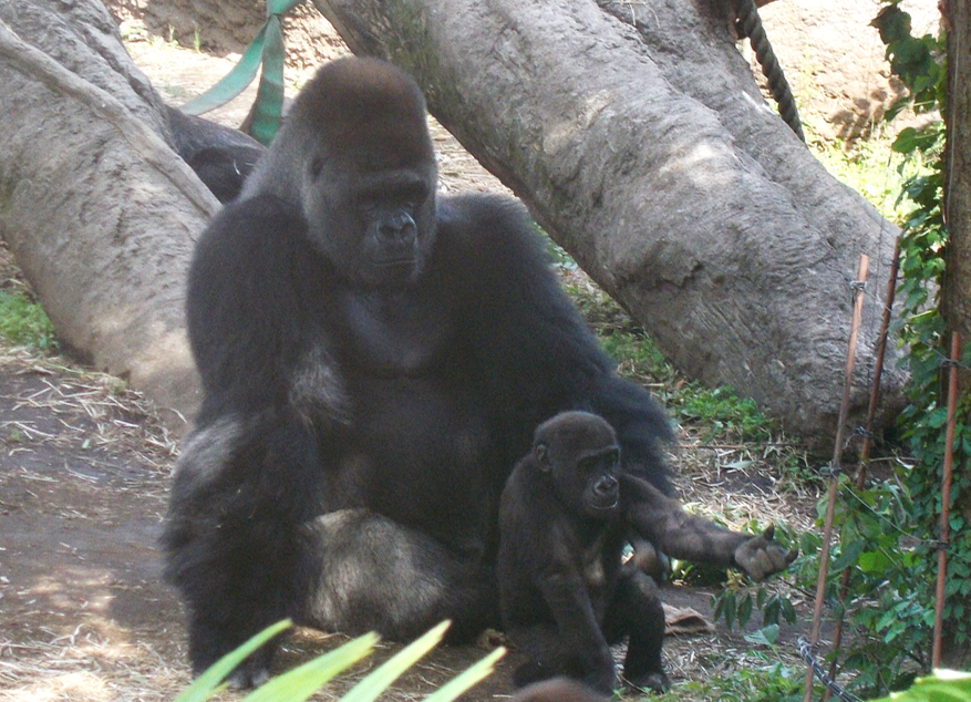 上野動物園 公式 ゴリラのハオコは3児の父親ですが ハオコ自身も子どものころ父親の背中を見て育ちました オスは離乳した子どもたちと密接に関わります 子どもを抱いたり運んだり遊んだりして世話を やくのです