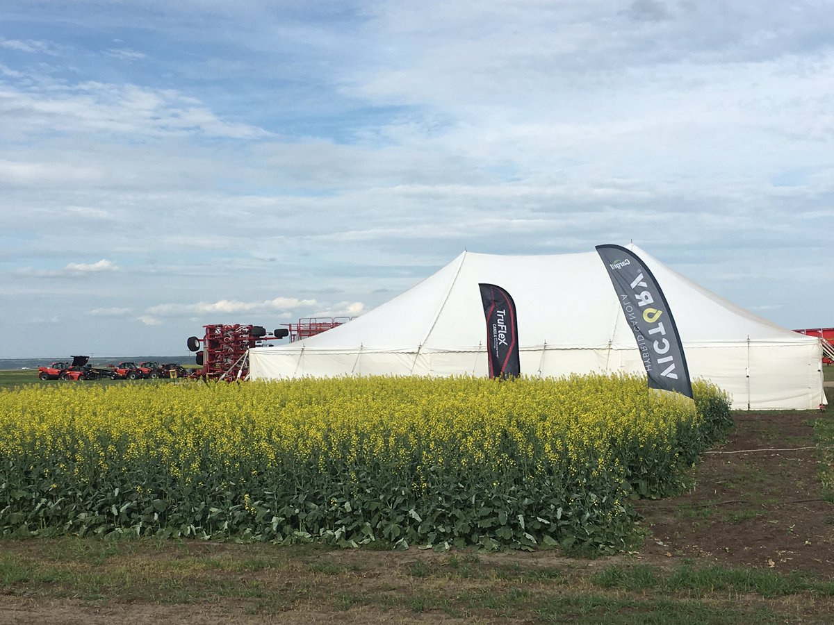 kirzinger_mike's tweet photo. What has...
Risk Free Pricing, Roundup Ready, Clearfield, Liberty Link &amp; TruFlex varieties 🤔 
The Cargill Specialty Canola Program 
Be sure to stop by site 642 on Sask Drive between 6th &amp; 7th street @AginMotion next week to c @VICTORYcanola https://t.co/tkbcbRjFrG