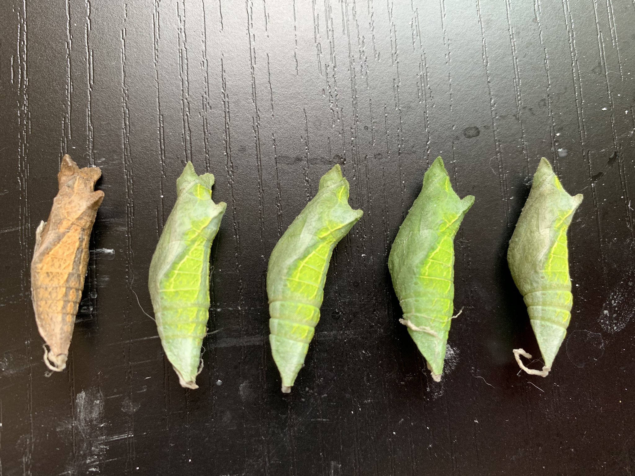 なー アゲハ狂想曲 同日 同じ環境 ケースの蓋 で蛹化した兄弟 左の一個だけこの色 何の違いなんだかとんと分からん 蛹 に訊けたらいいのにねえ ナミアゲハ 蛹 T Co Tri71xijbk Twitter