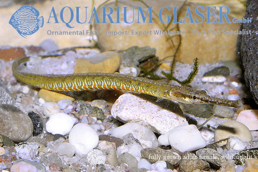 aquariumglaser's tweet photo. #microphis #deocata german bred
find more details and pics later today ( 15:30 CET )@ https://t.co/kgExUnuDLM https://t.co/DzNc9ege7P