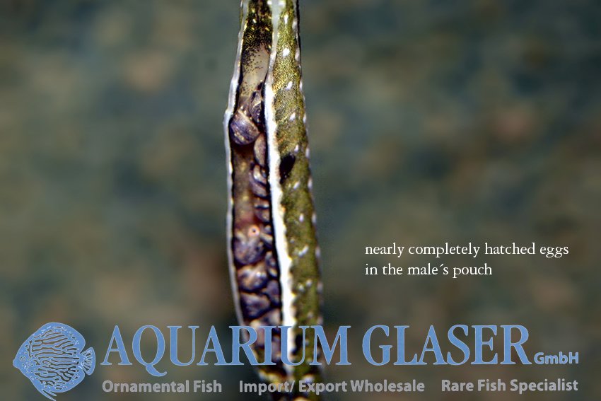 aquariumglaser's tweet photo. #microphis #deocata german bred
find more details and pics later today ( 15:30 CET )@ https://t.co/kgExUnuDLM https://t.co/DzNc9ege7P