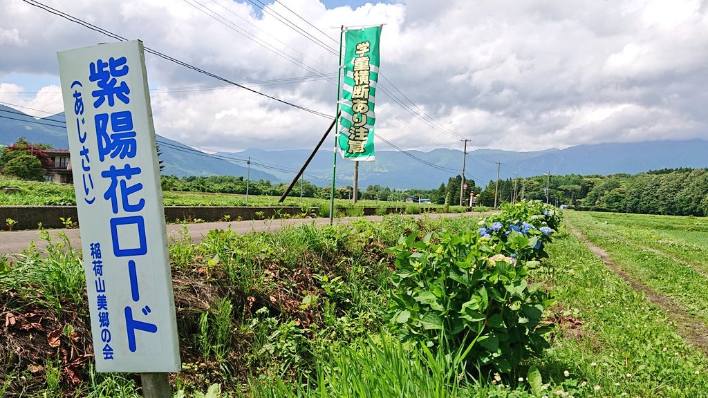 岩手県雫石町地域コーディネーター 地域づくり 紫陽花 あじさい ロード 西山へおでかけの際はぜひ 紫陽花ロード をご覧ください 稲荷山神社付近 上長山小学校付近の県道212号線の道路脇に植えられています また稲荷山神社の斜面や西山公民館付近