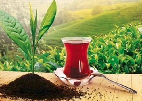 teturcomx's tweet photo. Rize : el hogar del té turco.
Checa este artículo que te hablará del lugar donde es cultivado el delicioso té turco. https://t.co/p6BnnQ9WC6 https://t.co/H08tBmSa3o