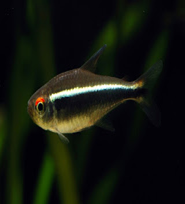 Ikanneontetra Hashtag On Twitter