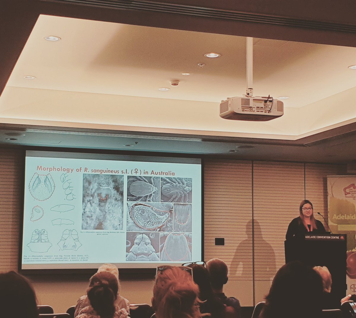 mkamran09's tweet image. What is molecular identity of brown dog tick in Australia? 
Talk by Shona Chandra.
#2019ASP @AS_Para @AdelaideCC
