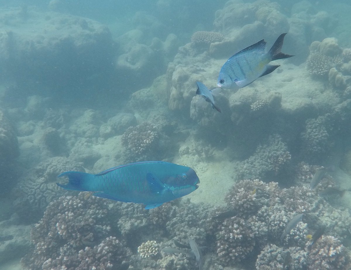 Ryan8Kellie's tweet photo. Enjoying some quality family time in Far North Queensland! #escapingwinter #GreatBarrierReef @grayson_ryan https://t.co/c4kB8RRwmU