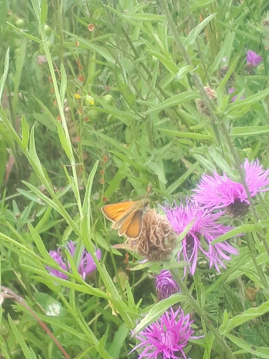 AllanLegge's tweet photo. Small Skipper. Also Ringlets plenty &amp; Meadow Brown's set aside field Lakeside. Small Whites. Comma garden. Swans with 5 cygnets along canal. Resident pair still on pool with 3 cygnets. https://t.co/L9tcYDwjzd