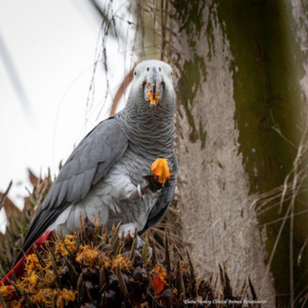 WPT_UK's tweet photo. Check out our latest #blog post from Dr Rowan Martin on a group of #Grey #Parrots #rescued and released in 2011. 

Mshindi the survivor: Rescued Grey parrots thriving in the wild send a message of hope. 

https://t.co/WKZLbJyYCJ https://t.co/uuclr41trR