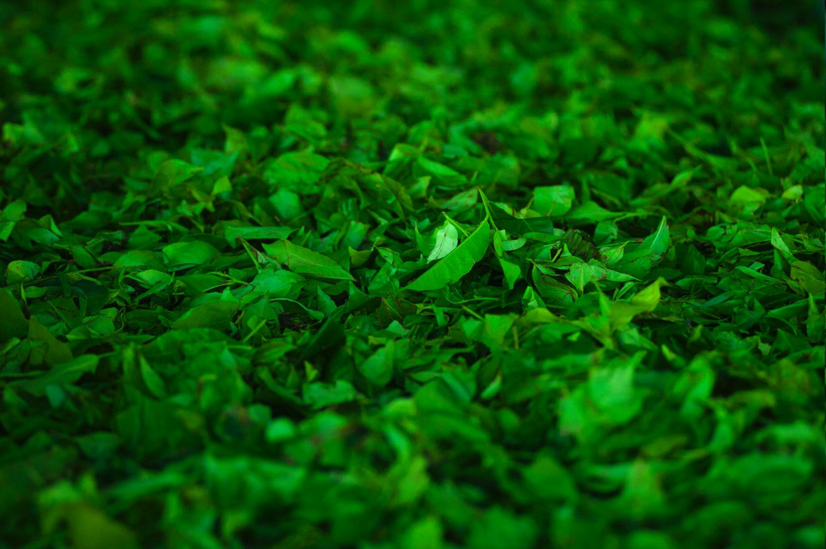 Four separate catechins with antioxidant properties are found in green tea. Good for your skin and body. bit.ly/2ZpSORE  #beauty #cleanbeauty #naturalbeauty