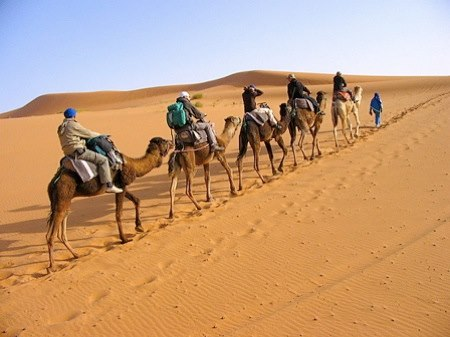 Vet_Summit's tweet photo. Origin of the domesticated dromedary #camelscience #camelresearch #camelmedicine #animal_ethics #veterinaryscience #veterinaryindustry #animalnutrition #milk #Dairy #poultry #veterinaryentomology #dairy #foodmicrobiology #animalfoodanalysis #avianscience https://t.co/myrOO7UNmj