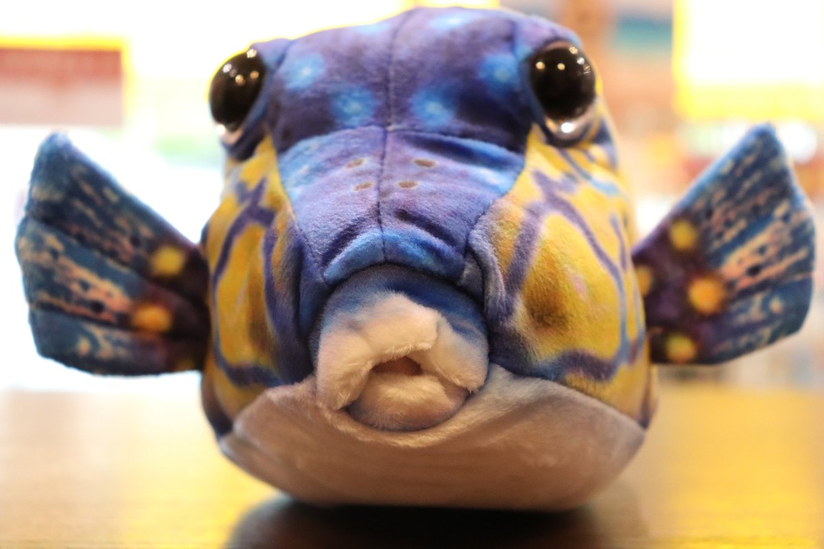 さかなミュージシャン ぬいぐるみ 美品さかなクンぬいぐるみマスコット限定レア魚博士オリジナル公式商品