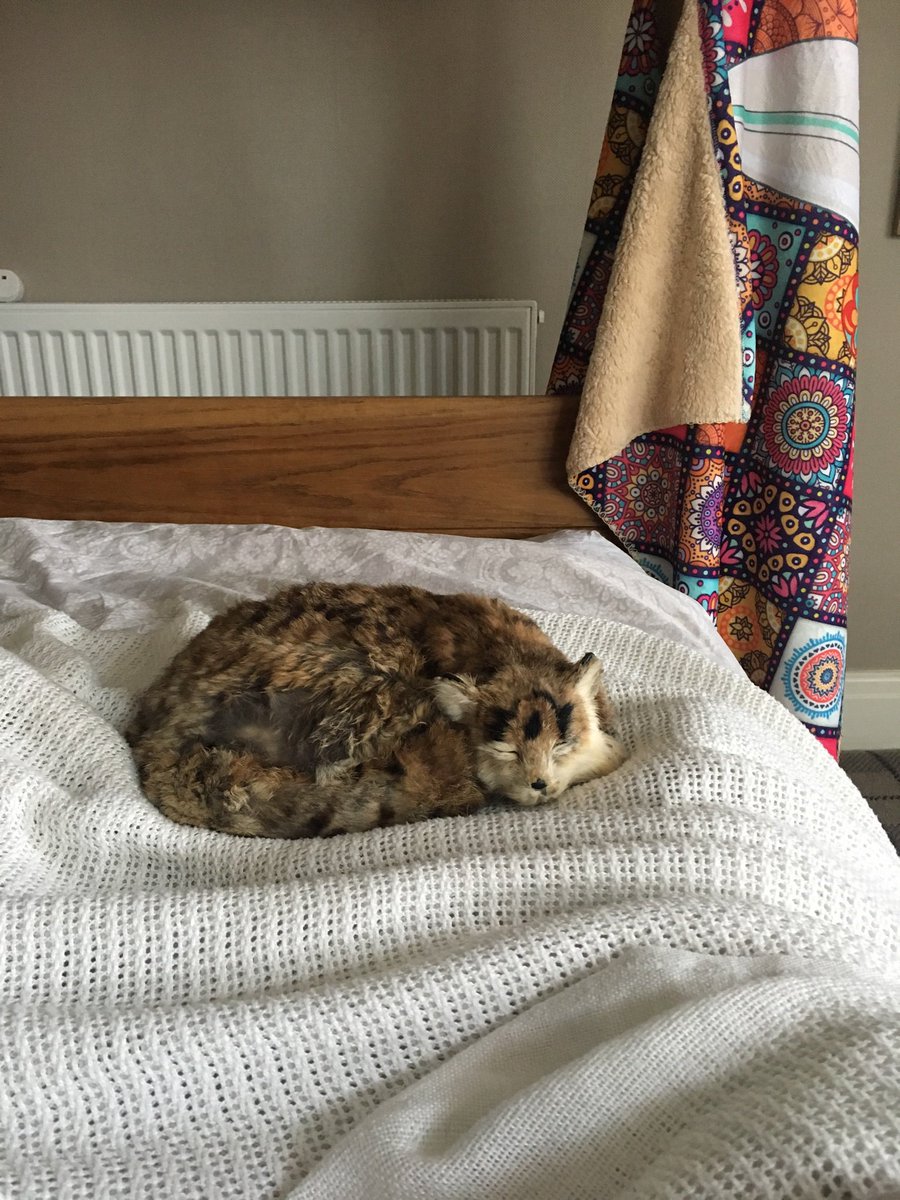 ClaireJ0802's tweet photo. From one @Fiddle_Pub_Cat pub cat to another. On duty looking after Hooman in recovery. She will always have a piece of the real Fiddle close ❤️ https://t.co/mEnhlgL5YU