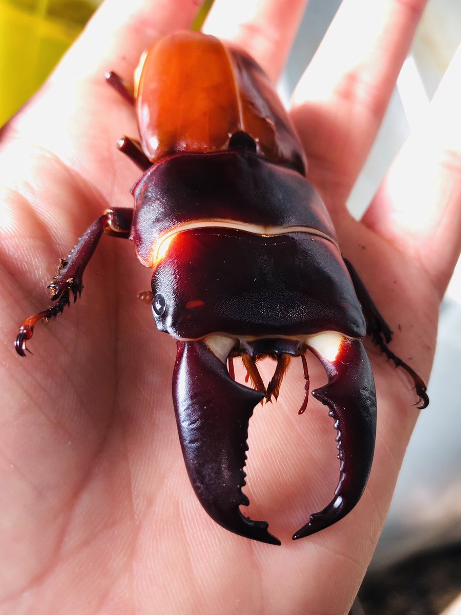 赤いクワガタ 赤いクワガタ