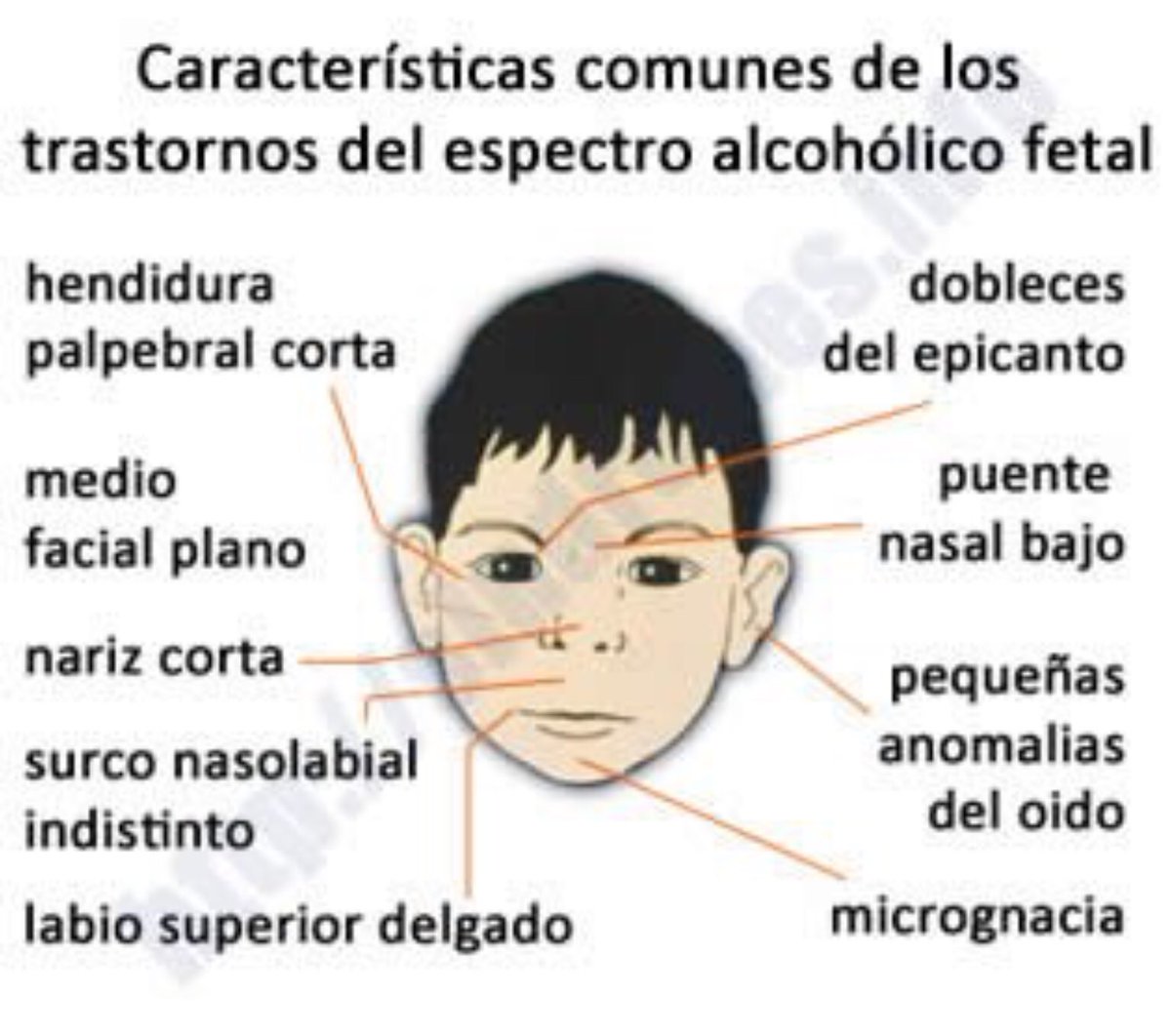 RarasNoInvisibles tweet media
