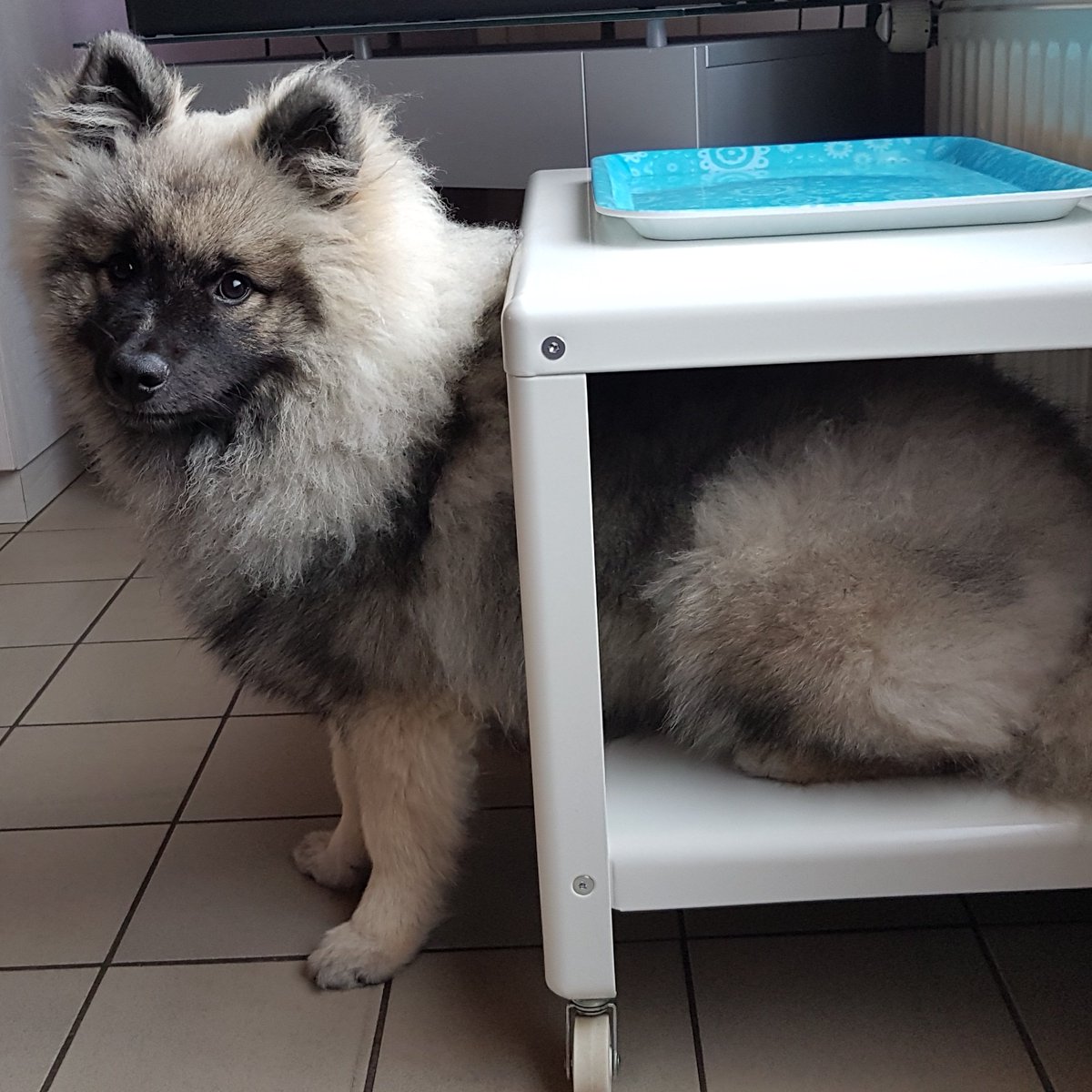 KeeshondUmi's tweet photo. I have a sleepy butt, so I need to rest it #keeshond #puppy #DogsOfTwitter #sleepybutt https://t.co/GnGnwzdhW6