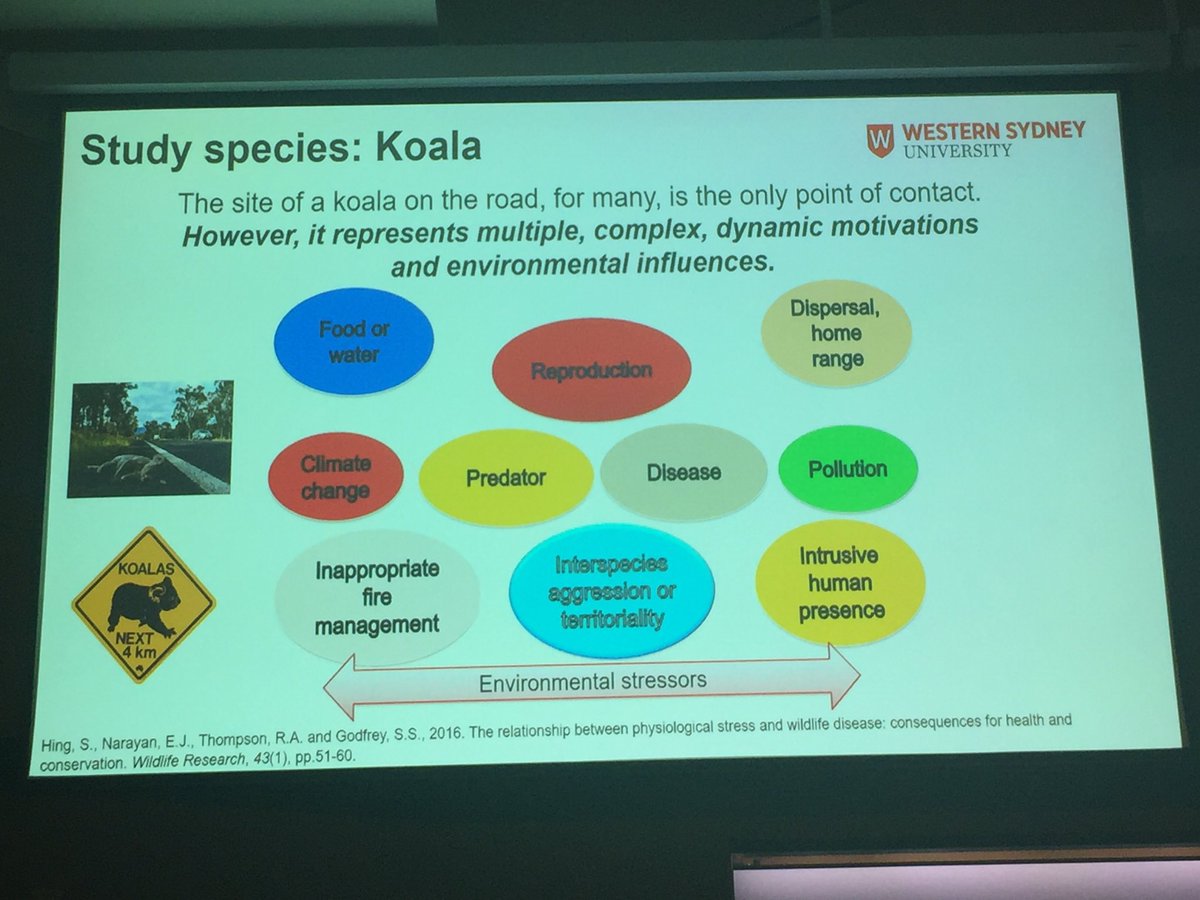 eco_davey's tweet photo. How much stress can a koala bear!? With high stress leading to increased susceptibility to disease, increased mortality and decreased recovery capacity Edward Narayan is using koala poop and fur to find out. 
#AMSCon2019 @AusMammals @Sydney_Science #wildoz #scicomm #koala #stress https://t.co/MWboQWe3Is