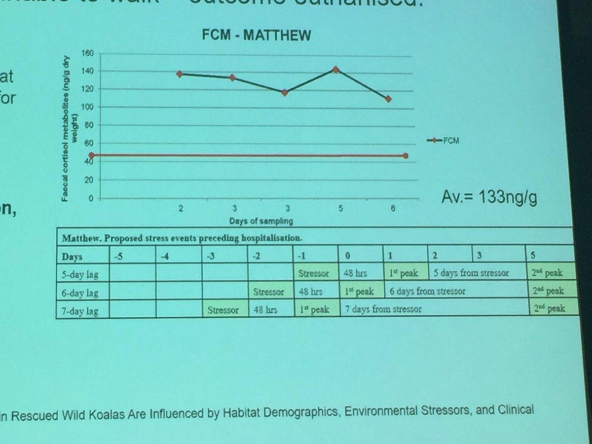 eco_davey's tweet photo. How much stress can a koala bear!? With high stress leading to increased susceptibility to disease, increased mortality and decreased recovery capacity Edward Narayan is using koala poop and fur to find out. 
#AMSCon2019 @AusMammals @Sydney_Science #wildoz #scicomm #koala #stress https://t.co/MWboQWe3Is