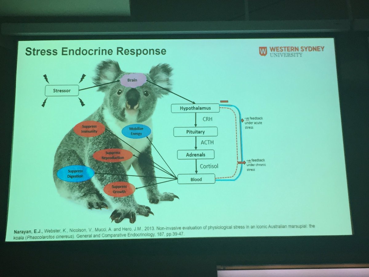 eco_davey's tweet photo. How much stress can a koala bear!? With high stress leading to increased susceptibility to disease, increased mortality and decreased recovery capacity Edward Narayan is using koala poop and fur to find out. 
#AMSCon2019 @AusMammals @Sydney_Science #wildoz #scicomm #koala #stress https://t.co/MWboQWe3Is