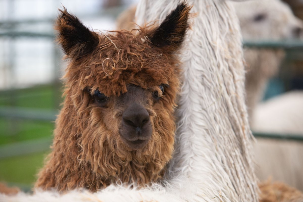 Three Counties tweet media