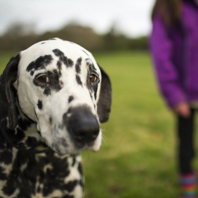 Time for walkies? We love to welcome your pups across the estate, and there's even doggy ice cream for hot weather. They're allowed everywhere with a couple of exceptions (they wouldn't like it there anyway).