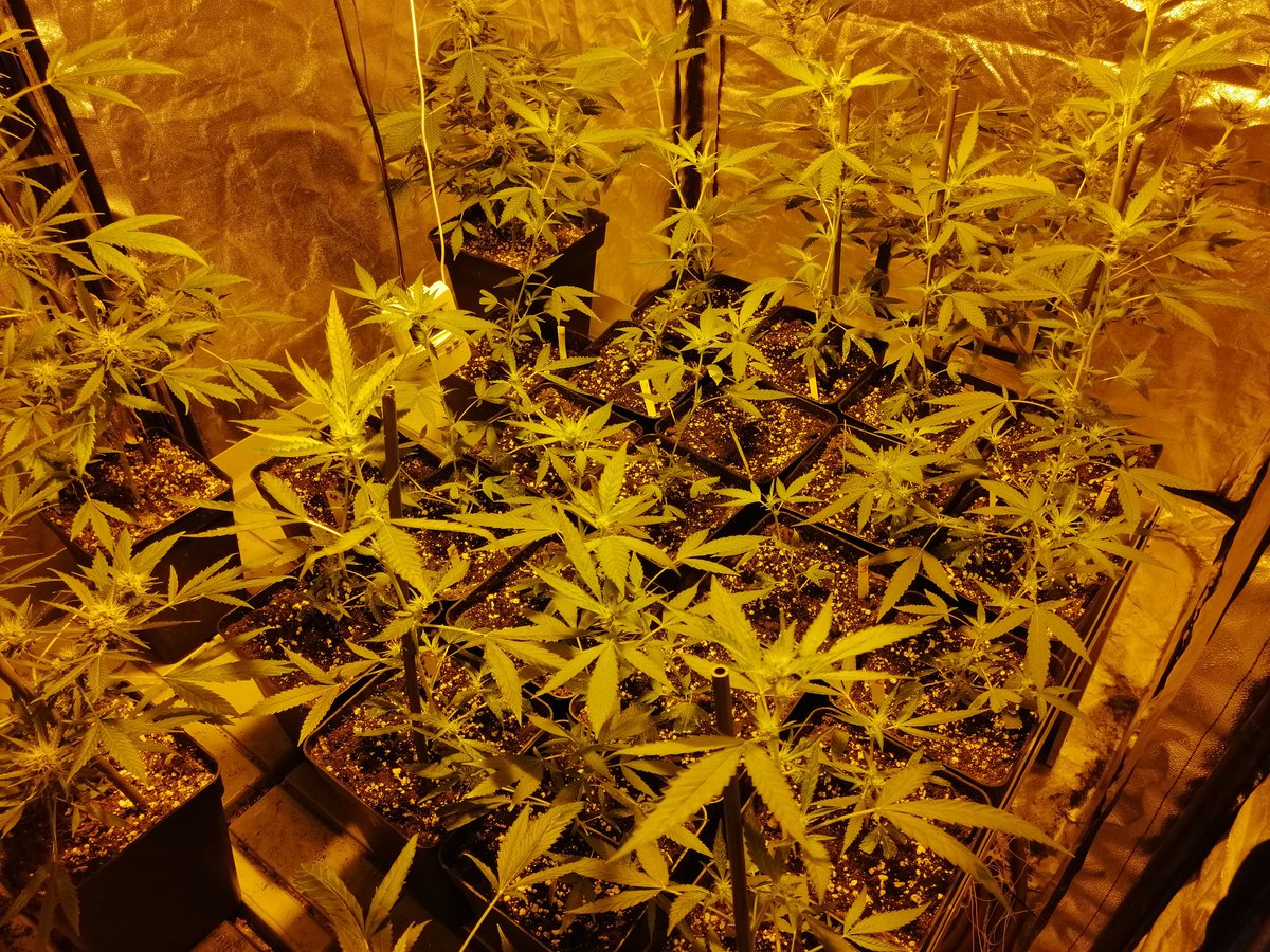 Alex_nashtorn's tweet photo. Buenos días #fumilia, #Crew del #AdrycManëllsonTesterTeam y demás buena!
Empiezan a aparecer los cogollitos de esta selección de #Carameloregular de @DeliciousSeeds, mitad de 2 semana de flora, y como las 3 #thepure y #deliciouscandy descartada como madre https://t.co/YyMlJbVElY