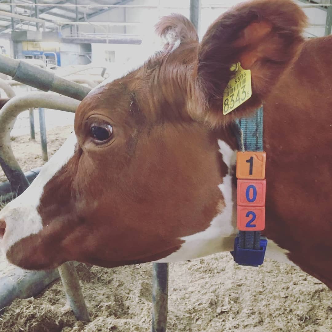onsveluwe's tweet photo. Deze week ontving onze Annie 264 de oorkonde voor productie van 100.000 kg melk. Annie 264 is hiermee de 2e koe op ons bedrijf die deze magische grens heeft behaald. Extra bijzonder omdat Annie (bijna) blind aan 1 oog is, maar zij weet prima haar weg te vinden naar de melkrobots https://t.co/Az6nRh10S1