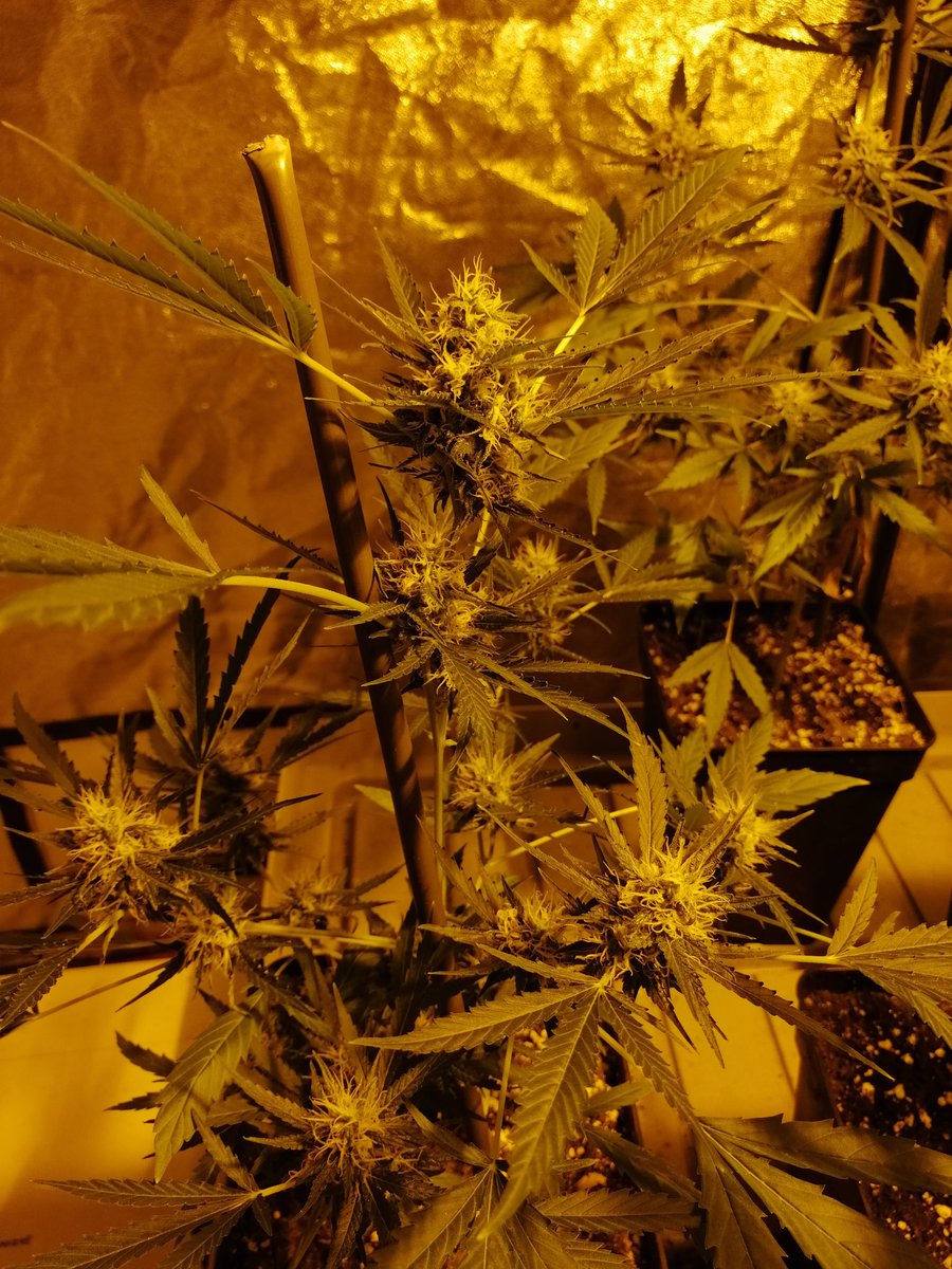 Alex_nashtorn's tweet photo. Buenos días #fumilia, #Crew del #AdrycManëllsonTesterTeam y demás buena!
Empiezan a aparecer los cogollitos de esta selección de #Carameloregular de @DeliciousSeeds, mitad de 2 semana de flora, y como las 3 #thepure y #deliciouscandy descartada como madre https://t.co/YyMlJbVElY