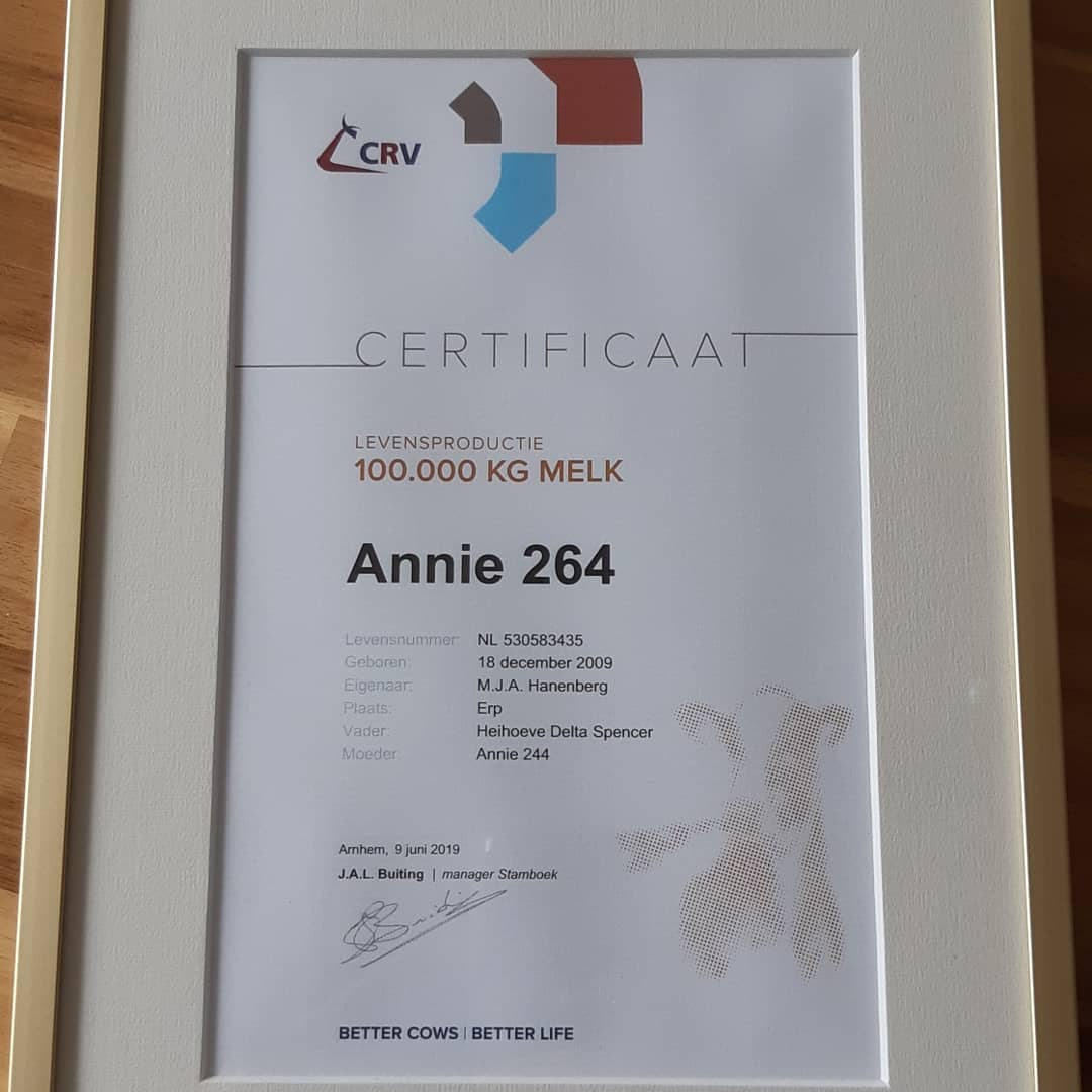 onsveluwe's tweet photo. Deze week ontving onze Annie 264 de oorkonde voor productie van 100.000 kg melk. Annie 264 is hiermee de 2e koe op ons bedrijf die deze magische grens heeft behaald. Extra bijzonder omdat Annie (bijna) blind aan 1 oog is, maar zij weet prima haar weg te vinden naar de melkrobots https://t.co/Az6nRh10S1