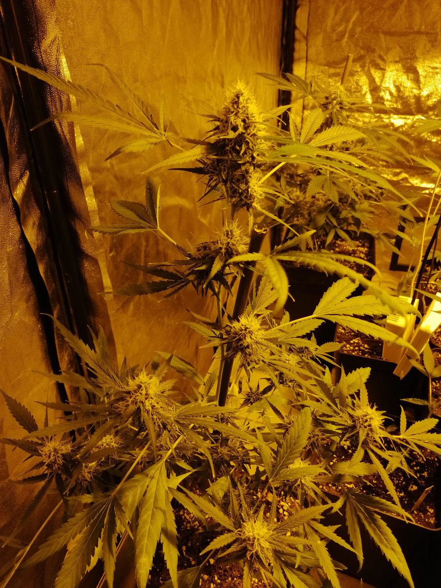Alex_nashtorn's tweet photo. Buenos días #fumilia, #Crew del #AdrycManëllsonTesterTeam y demás buena!
Empiezan a aparecer los cogollitos de esta selección de #Carameloregular de @DeliciousSeeds, mitad de 2 semana de flora, y como las 3 #thepure y #deliciouscandy descartada como madre https://t.co/YyMlJbVElY
