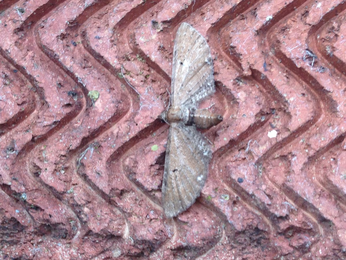 ianrobinson271's tweet photo. Bumper haul of c560 moths of 110 species in east Norwich last night. Mass emergence of water veneer with over 200 in the bottom of the trap. Colourful bee moth, wormwood pug, least carpet and lime hawk selected randomly. #mothsmatter #teammoth . Mind blown now!🤯 https://t.co/1B8G0P30ut