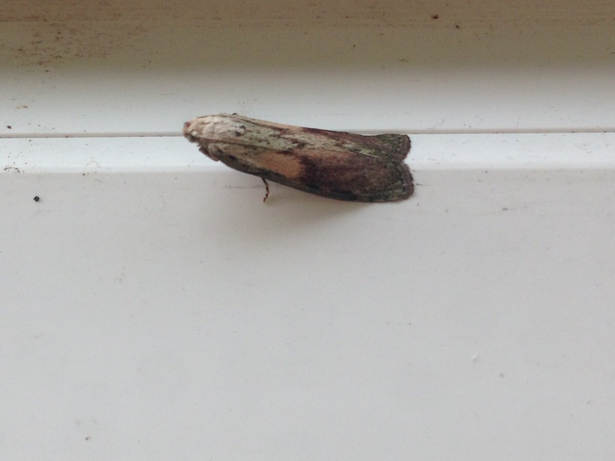 ianrobinson271's tweet photo. Bumper haul of c560 moths of 110 species in east Norwich last night. Mass emergence of water veneer with over 200 in the bottom of the trap. Colourful bee moth, wormwood pug, least carpet and lime hawk selected randomly. #mothsmatter #teammoth . Mind blown now!🤯 https://t.co/1B8G0P30ut