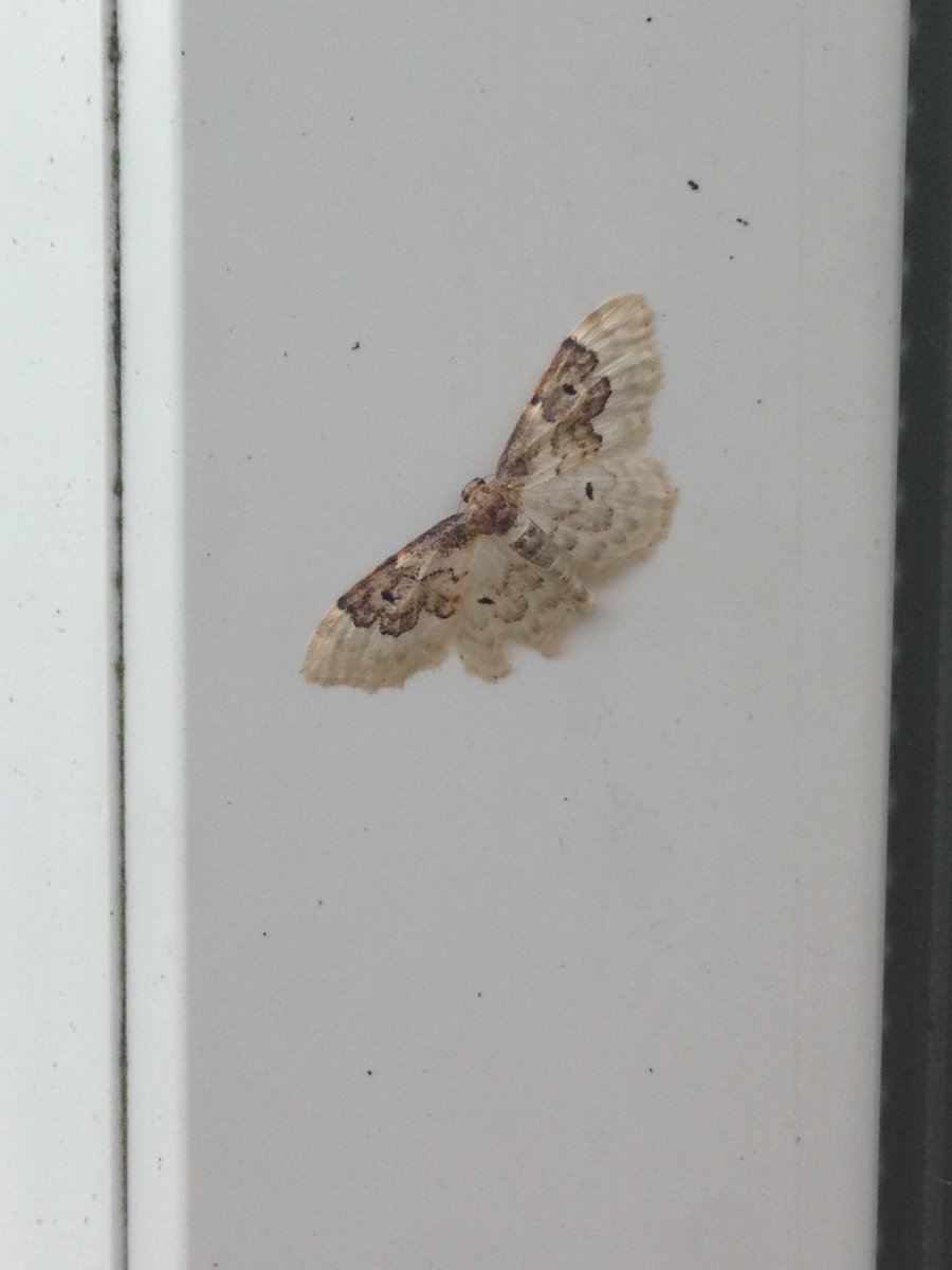 ianrobinson271's tweet photo. Bumper haul of c560 moths of 110 species in east Norwich last night. Mass emergence of water veneer with over 200 in the bottom of the trap. Colourful bee moth, wormwood pug, least carpet and lime hawk selected randomly. #mothsmatter #teammoth . Mind blown now!🤯 https://t.co/1B8G0P30ut