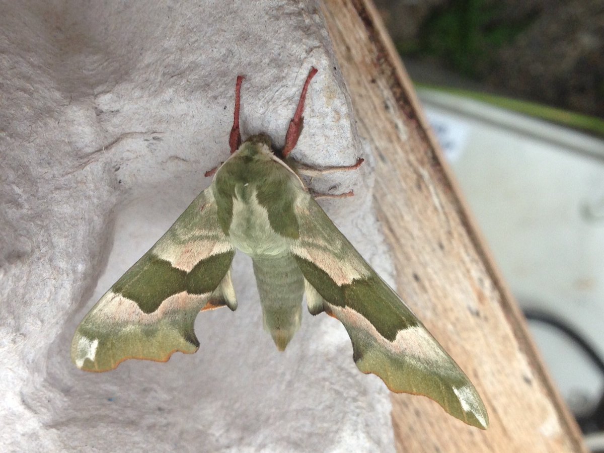 ianrobinson271's tweet photo. Bumper haul of c560 moths of 110 species in east Norwich last night. Mass emergence of water veneer with over 200 in the bottom of the trap. Colourful bee moth, wormwood pug, least carpet and lime hawk selected randomly. #mothsmatter #teammoth . Mind blown now!🤯 https://t.co/1B8G0P30ut