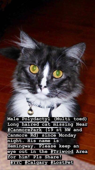 Lost Pets Yyc On Twitter Lost Dlh Black White Male Polydactyl
