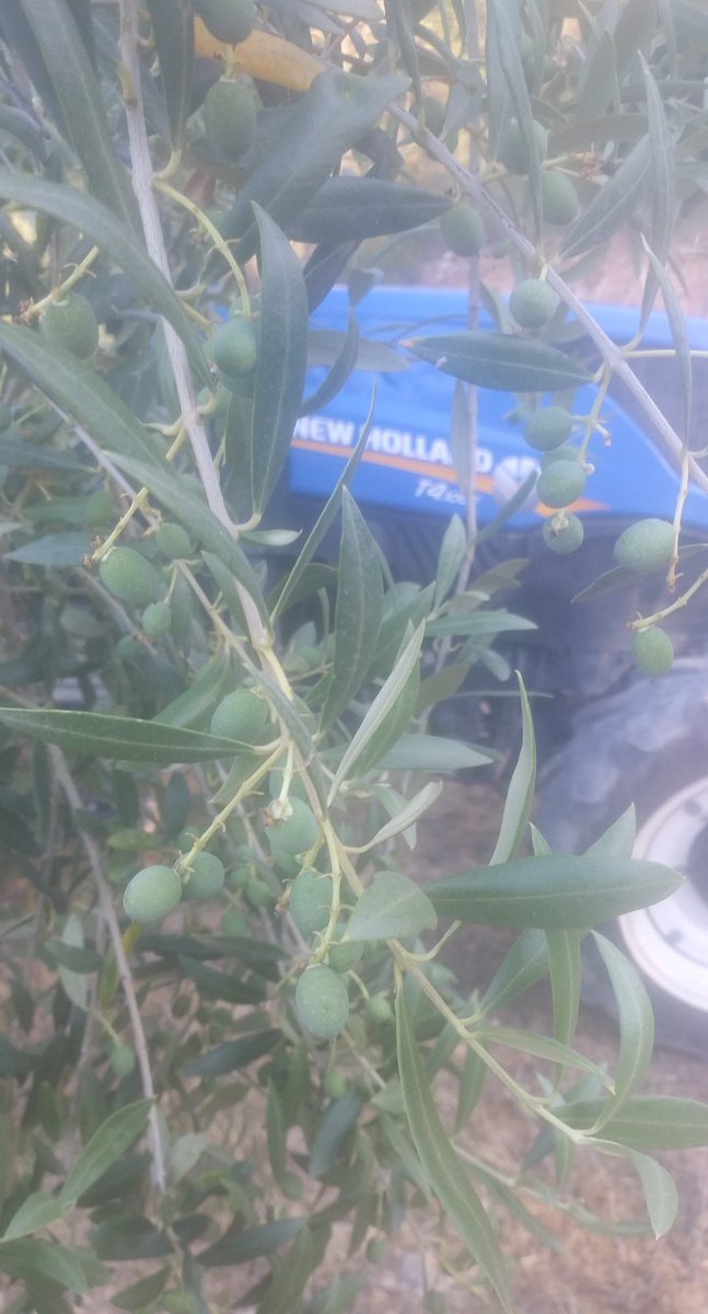 Aixecar-nos, reaccionar, però sobretot fer-ho amb la mateixa il.lusió de sempre!