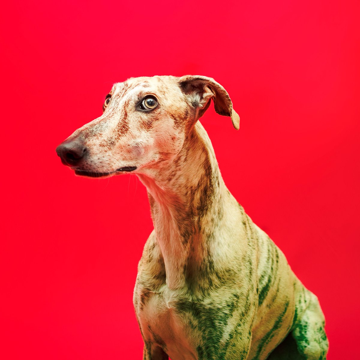 Avui dijous a les 19.45 no et perdis aquesta sessió especial <a href="/Screenly/">Screenly</a>  amb la projecció de #YoGalgo amb presentació a càrrec de SOS Weimaraner. entrades a: screen.ly/evento/846/yo-… fins dues hores abans de la projecció, després només a taquilla. Us esperem!!