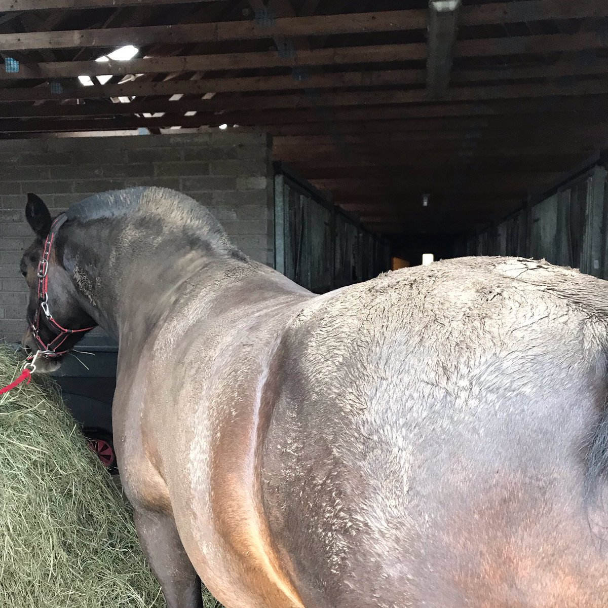 KAEquestrian's tweet photo. Really Mario? 😱 ... he got a bath!! #equestrianlife #equestrianlifestyle #horsebloggers https://t.co/Nu82ySXeZv