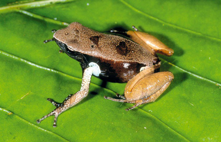 sahonagasy's tweet photo. #Mantella_haraldmeieri is a species of frog in the family Mantellidae. It is endemic to Madagascar. Its natural habitats are subtropical or tropical moist lowland forests and rivers. It is threatened by habitat loss.

Photo by Miguel Vences https://t.co/KZZwtESSXO