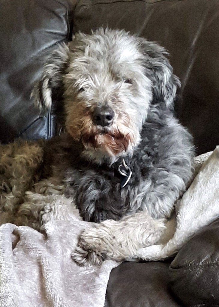 theloopy1k71's tweet photo. @craftmom1986 This is my soulmutt Rosco, he is 14 and a half, has dementia, covered in large benign lumps and had a mini stroke 2 weeks ago, he still runs around like a puppy out on his walk with the help of his meds, he will always be my precious soulmutt, #friendtoeveryone #fulloflove 🥰🥰 https://t.co/G450JCCte6