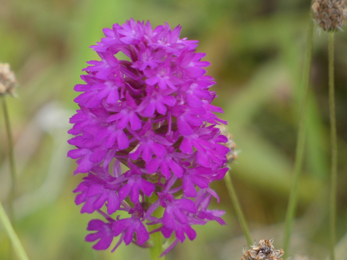 JamesTimms5's tweet photo. In 2010 I found just one Pyramidal Orchid in #RytonPoolsCP yesterday I counted 271. With an estimated 2710 in 2029 if I get distracted with the count I could be there for some time. π€£π @NatureUK @Britnatureguide @BenColeman_28 @ukorchids @BSBIbotany @Britainsorchids https://t.co/hrRqTjSqJz