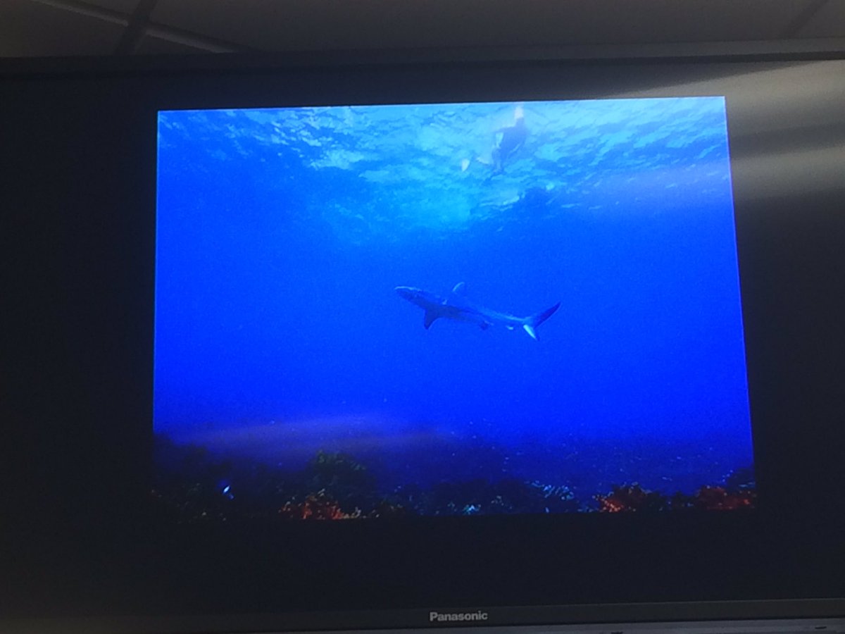 translationZ0ne's tweet photo. Applied linguistics Swimming with Sharks - Roslyn Appleby, University of technology Sydney #creativeinq2019 https://t.co/E2ZL3Fg4sR
