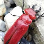 赤いクワガタは準絶滅危惧種だから絶対に駆除したりしないでね!
