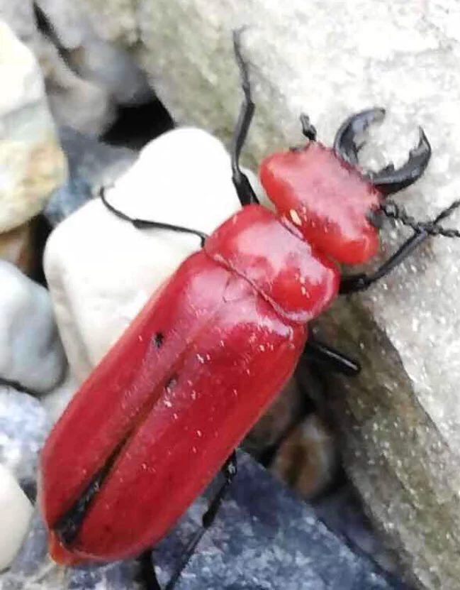 赤いクワガタは準絶滅危惧種だから絶対に駆除したりしないでね！