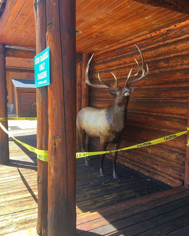 mawrq_'s tweet photo. Wildlife Management https://t.co/RqWKt92XDe