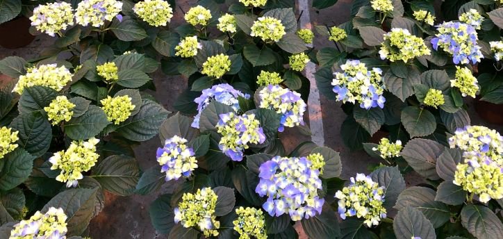 Vrijstelling voor Alar 85 in de onbedekte pot- en containerteelt van Viburnum, Chrysant, Azalea, Aster en Hortensia arysta.nl/vrijstelling-v… #groeiregulator #gewasbescherming