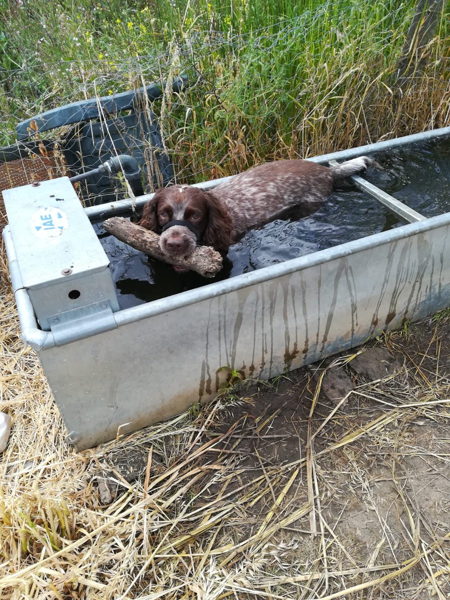 AndyD1907's tweet photo. Just another picture of a spaniel on a hot day.... https://t.co/nHd3w58eyf
