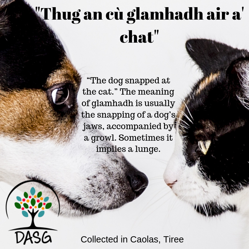 DASG_Glaschu's tweet photo. https://t.co/ubFbjDJrzb
#Gaelic #Gàidhlig #DASG #archive #tasglann #UofG #Archivist #ScotlandsSounds #DigitalArchive #IYIL2019 #UNESCO #IsMiseGàidhlig #CoinagusCait #Cat #Cù #Dog #Tioradh #Tiree https://t.co/kXVOCqI1qr