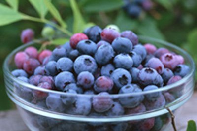 焼酎square 日本蒸留酒酒造組合 公式 V Twitter 焼酎甲類といえば果実酒 季節の果実を使って果実酒づくりを楽しんでみませんか レシピ 作り方 が載ってます 酸味がほどよくきいた美しい色合いのお酒 ブルーベリー酒 Https T Co 75mb5dlgdt 果実酒