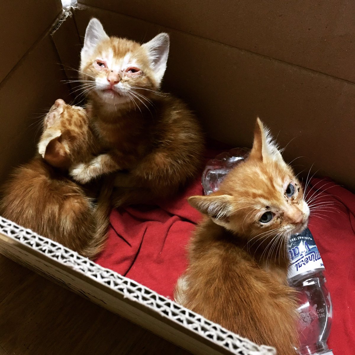 셋이구요 
...................
병원갔다가 눈좀 고쳐주고 입양글 올리려구요.......